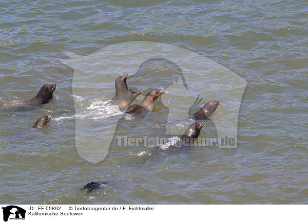 Kalifornische Seelwen / California sea lions / FF-05892