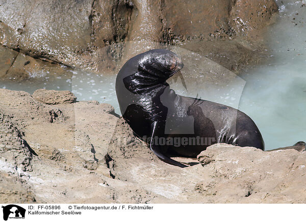 Kalifornischer Seelwe / California sea lion / FF-05896