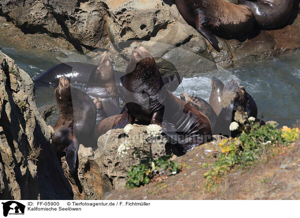 Kalifornische Seelwen / California sea lions / FF-05900