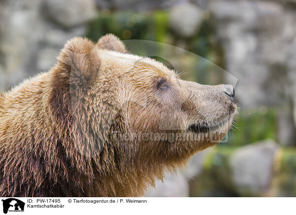 Kamtschatkabr / Kamchatkan Brown Bear / PW-17495