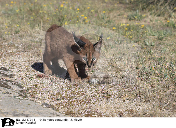 junger Karakal / young caracal / JM-17041