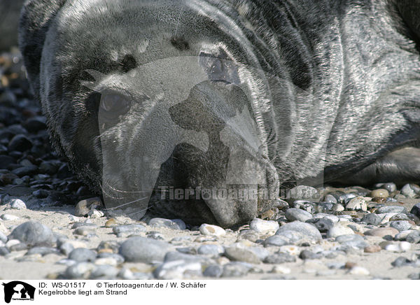 Kegelrobbe liegt am Strand / grey seal / WS-01517