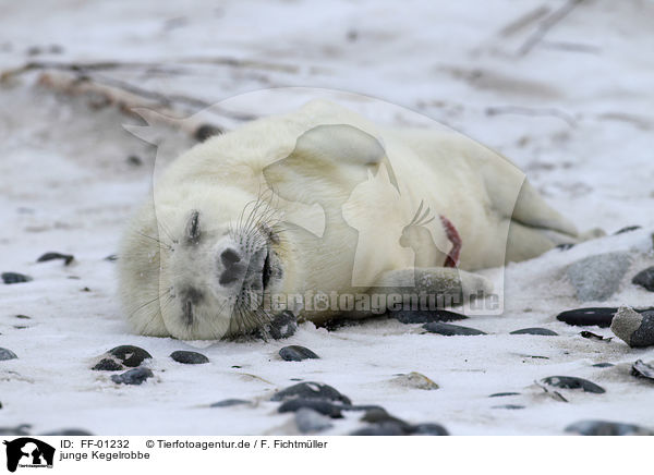 junge Kegelrobbe / young grey seal / FF-01232