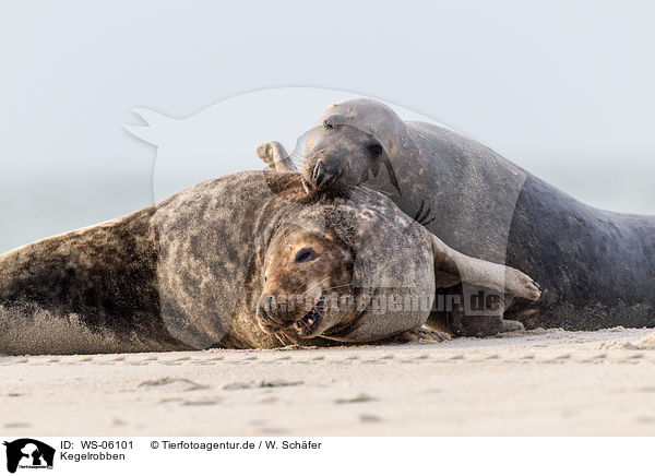 Kegelrobben / grey seals / WS-06101