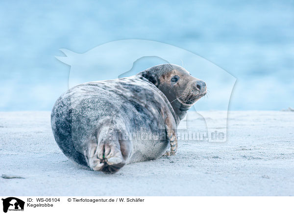 Kegelrobbe / grey seal / WS-06104