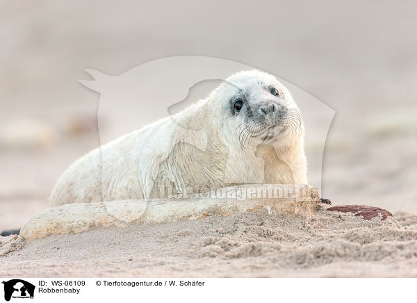 Robbenbaby / young grey seal / WS-06109