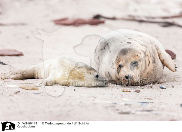 Kegelrobben / grey seals / WS-06118