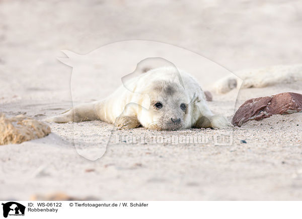 Robbenbaby / young grey seal / WS-06122
