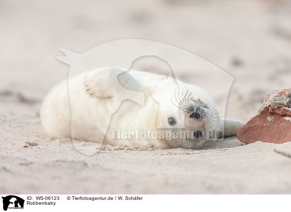 Robbenbaby / young grey seal / WS-06123