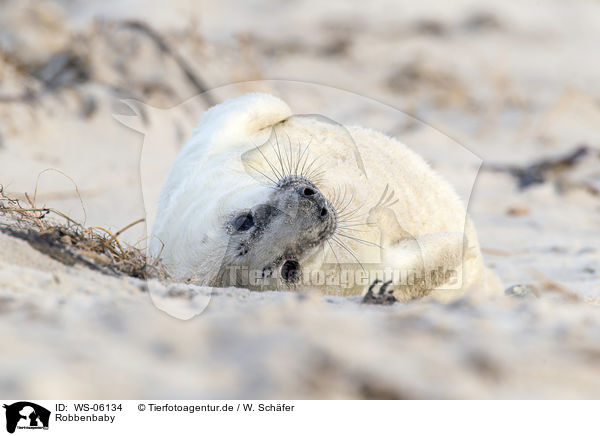 Robbenbaby / young grey seal / WS-06134