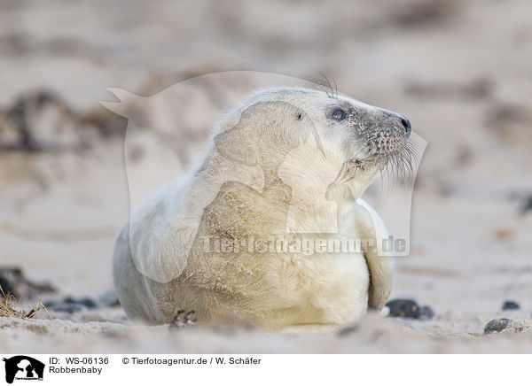 Robbenbaby / young grey seal / WS-06136