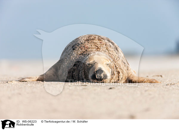 Robbenbulle / grey seal bull / WS-06223