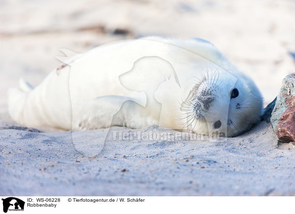 Robbenbaby / young grey seal / WS-06228