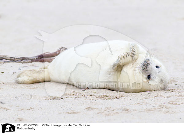 Robbenbaby / young grey seal / WS-06230