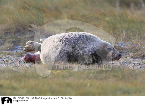Kegelrobben / grey seals / FF-06153