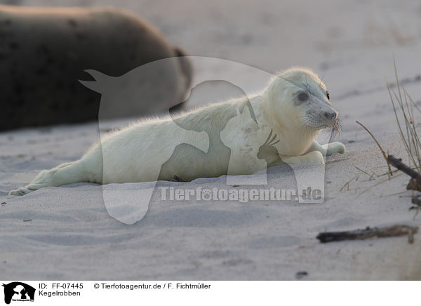 Kegelrobben / grey seals / FF-07445