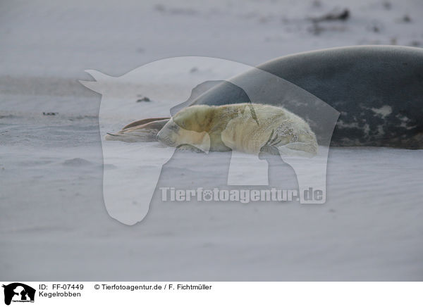Kegelrobben / grey seals / FF-07449