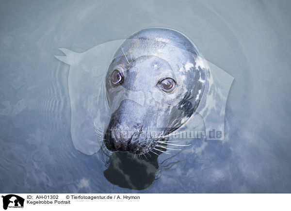 Kegelrobbe Portrait / Grey Seal portrait / AH-01302