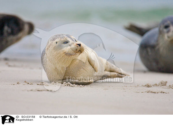 Kegelrobben / grey seals / SO-03158