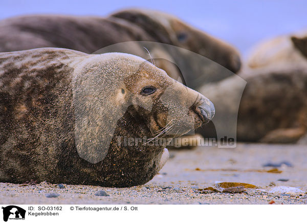 Kegelrobben / grey seals / SO-03162