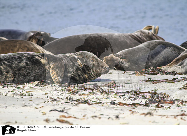 Kegelrobben / grey seals / JEB-02152