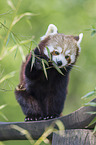 Kleiner Panda