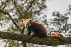 Kleiner Panda auf Baum
