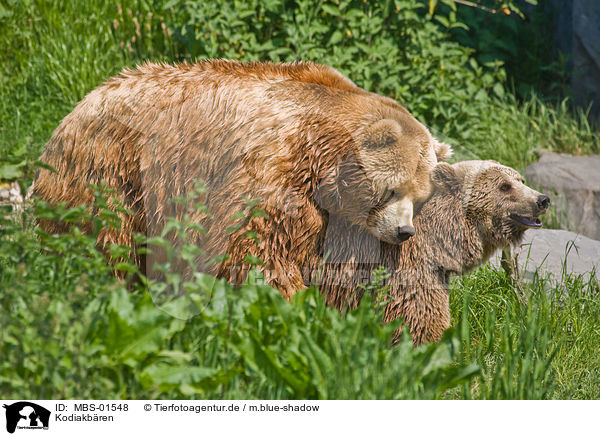 Kodiakbren / Kodiak bears / MBS-01548
