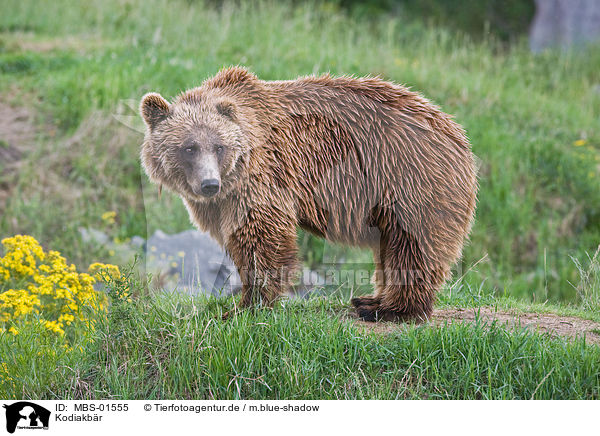 Kodiakbr / Kodiak bear / MBS-01555