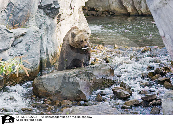 Kodiakbr mit Fisch / Kodiak bear with fish / MBS-02223