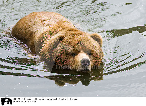badender Kodiakbr / bathing Kodiak bear / MBS-02257