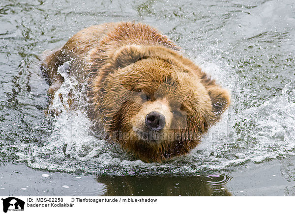 badender Kodiakbr / bathing Kodiak bear / MBS-02258