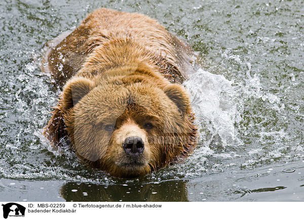badender Kodiakbr / bathing Kodiak bear / MBS-02259