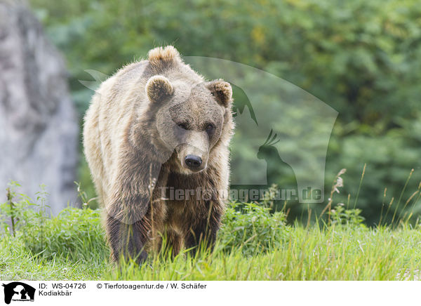 Kodiakbr / Kodiak bear / WS-04726