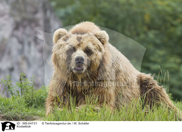 Kodiakbr / Kodiak bear / WS-04731