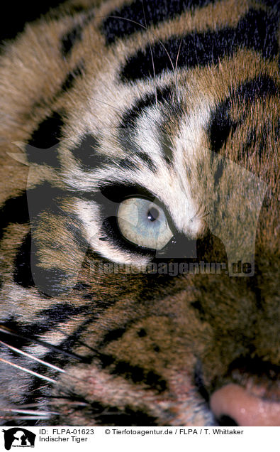 Indischer Tiger / FLPA-01623
