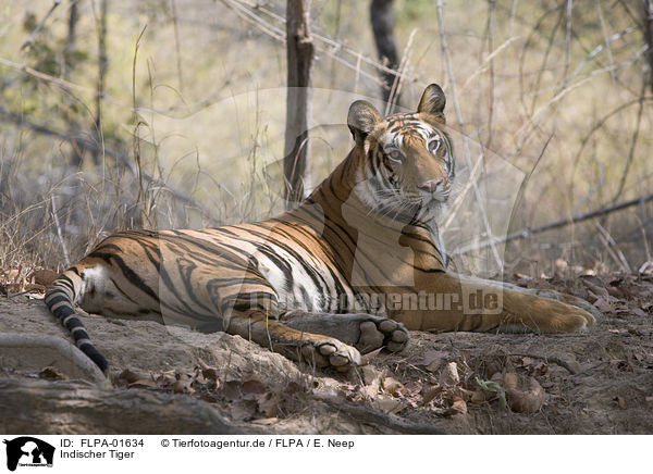 Indischer Tiger / FLPA-01634