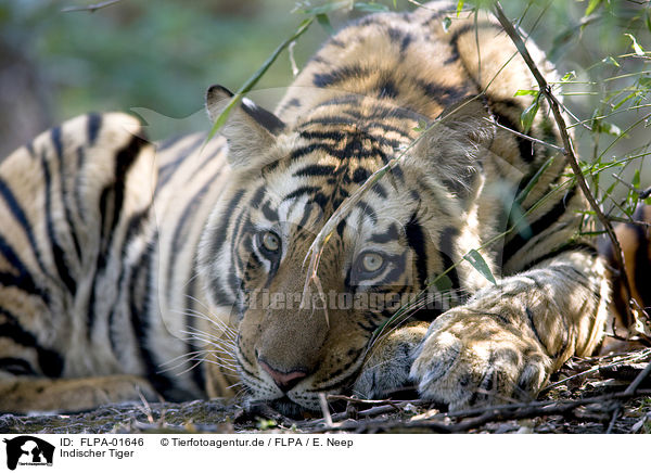 Indischer Tiger / Royal Bengal tiger / FLPA-01646