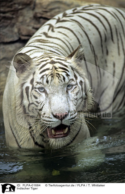 Indischer Tiger / Royal Bengal tiger / FLPA-01684