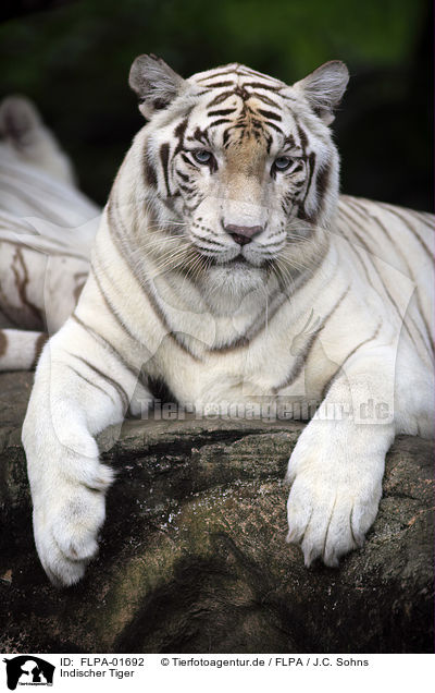 Indischer Tiger / Royal Bengal tiger / FLPA-01692