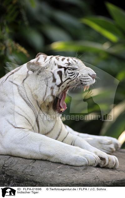 Indischer Tiger / Royal Bengal tiger / FLPA-01696