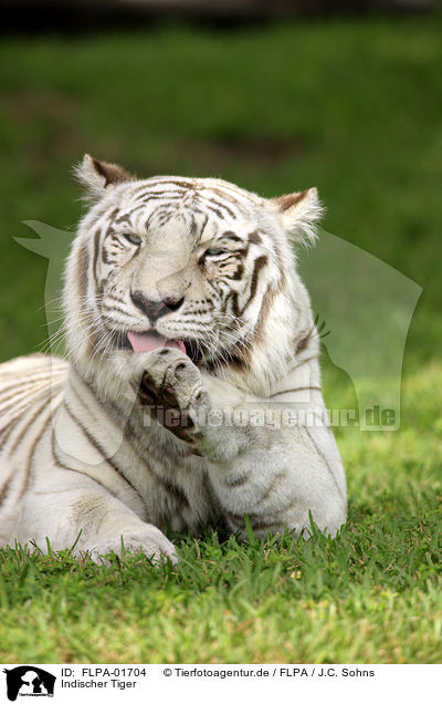 Indischer Tiger / FLPA-01704