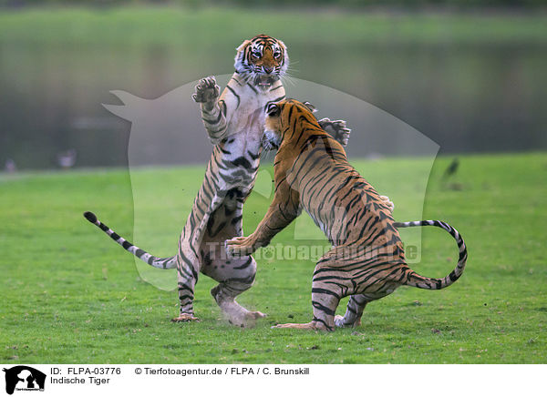 Indische Tiger / Bengal tiger / FLPA-03776