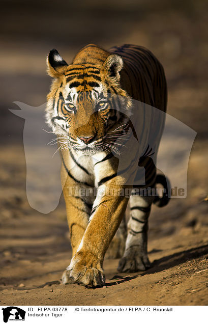 Indischer Tiger / FLPA-03778