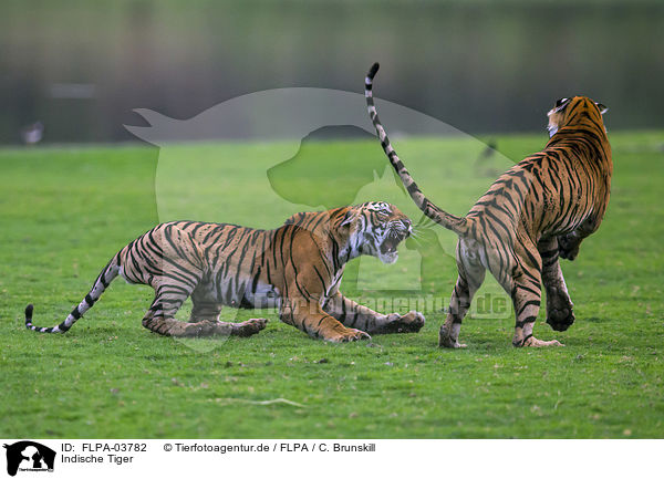 Indische Tiger / FLPA-03782