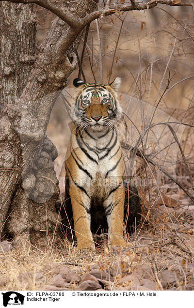 Indischer Tiger / FLPA-03786
