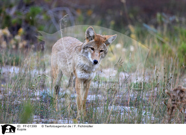 Kojote / coyote / FF-01399
