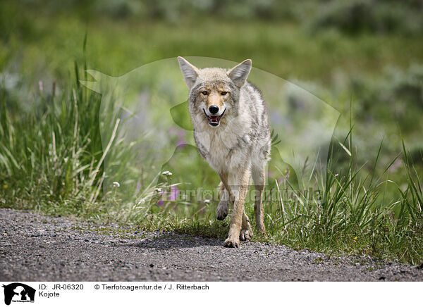 Kojote / coyote / JR-06320
