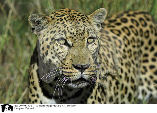 Leopard Portrait / AW-01136