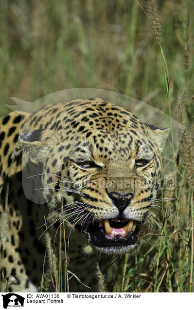 Leopard Portrait / AW-01138